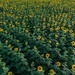 An aerial or elevated view of a vast sunflower field in full bloom, stretching across the entire frame. The field contains hundreds of yellow sunflowers (Helianthus annuus) atop tall green stems with large broad leaves. The image captures the dense, cultivated nature of what appears to be a commercial or agricultural sunflower crop.