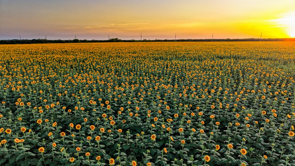 An expansive agricultural field of sunflowers photographed at sunset or sunrise, stretching to the horizon. The golden light from the sun on the right side of the frame illuminates thousands of yellow sunflower heads in full bloom. Utility poles and sparse tree lines are visible along the distant horizon.