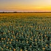 An expansive agricultural field of sunflowers photographed at sunset or sunrise, stretching to the horizon. The golden light from the sun on the right side of the frame illuminates thousands of yellow sunflower heads in full bloom. Utility poles and sparse tree lines are visible along the distant horizon.