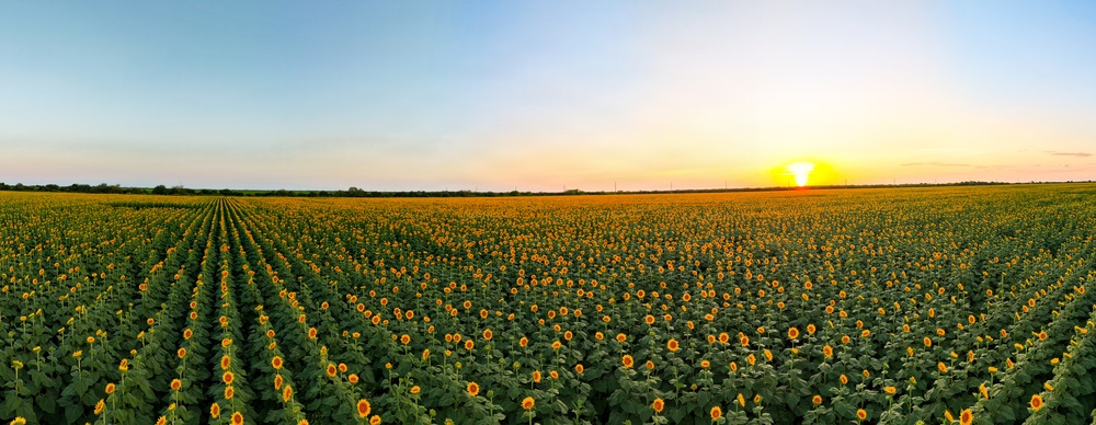 A vast agricultural field of sunflowers stretches to the horizon, photographed from an elevated vantage point during sunset or sunrise. The sunflowers are planted in uniform, converging rows that create strong diagonal lines leading toward the light source on the horizon. The sky transitions from warm golden-orange near the sun to a clear blue-gray overhead.
