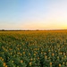 A vast agricultural field of sunflowers stretches to the horizon, photographed from an elevated vantage point during sunset or sunrise. The sunflowers are planted in uniform, converging rows that create strong diagonal lines leading toward the light source on the horizon. The sky transitions from warm golden-orange near the sun to a clear blue-gray overhead.