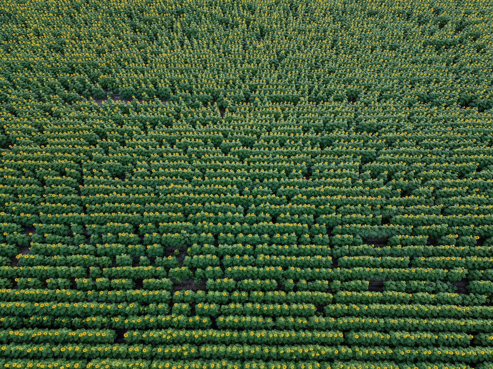 An aerial (drone) photograph of a large commercial sunflower field captured from directly above. The sunflowers are planted in uniform, parallel rows extending across the entire frame. The plants are in active bloom, displaying yellow flower heads against dense green foliage.