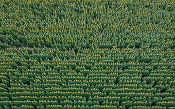 Sunflowers