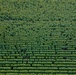 An aerial (drone) photograph of a large commercial sunflower field captured from directly above. The sunflowers are planted in uniform, parallel rows extending across the entire frame. The plants are in active bloom, displaying yellow flower heads against dense green foliage.