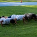 A group of individuals are performing push-ups in a line on a grassy field. Some participants are wearing military-style camouflage clothing while others are in civilian athletic wear, suggesting a mixed military and civilian fitness training session. The setting appears to be an outdoor area near a road, indicated by the visible traffic cone in the background.