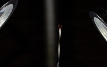 New World Screwworm