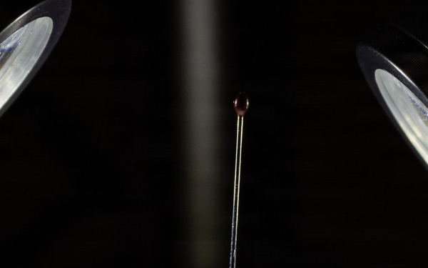 New World Screwworm