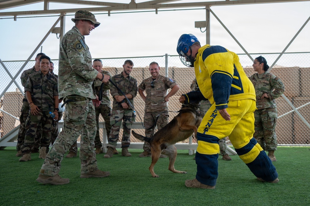 A military working dog (MWD) training exercise is taking place in an outdoor enclosed facility. A dog handler wearing a yellow protective bite suit and blue helmet is being engaged by a Belgian Malinois or German Shepherd, while military personnel in camouflage uniforms observe and smile. The setting appears to be a forward operating base or military installation, likely in an arid region.