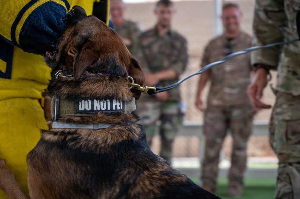A military working dog wearing a 'DO NOT PET' collar patch is shown during what appears to be a K9 demonstration or training exercise. The dog is on a leash and appears to be biting or engaging with a person wearing a yellow protective bite sleeve. Several soldiers in camouflage uniforms are visible in the blurred background, smiling and observing the activity.