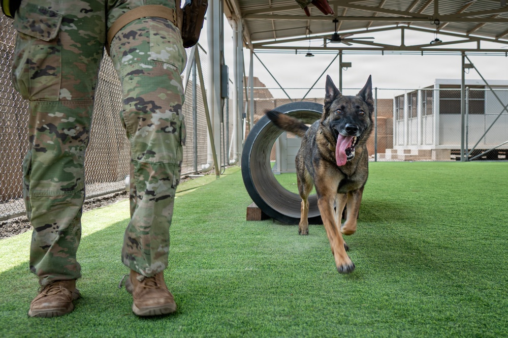 A military working dog, appearing to be a Belgian Malinois or German Shepherd, is running on artificial turf at what appears to be a military K9 training facility. A soldier in OCP (Operational Camouflage Pattern) uniform is visible from the waist down on the left side of the frame. The dog has just passed through a tire obstacle and appears energetic with its tongue out.
