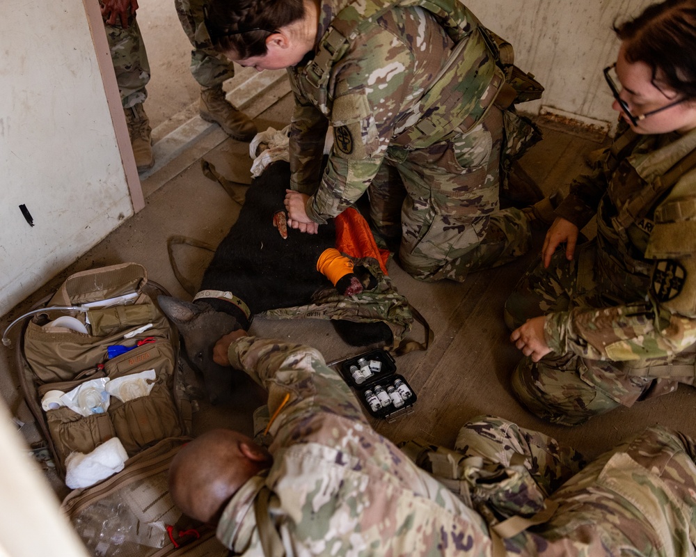 Canine TCCC Training at MCB Camp Pendleton