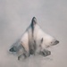 F-22 Demonstration Team performs for 2026 Chicago Air and Water Show