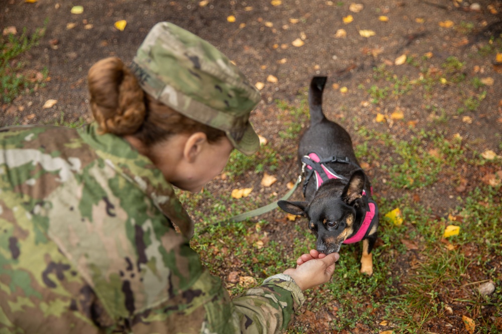 A female military service member in MultiCam/OCP camouflage uniform is crouching down to interact with a small black and tan dog wearing a pink harness. The dog appears to be sniffing or taking something from the service member's outstretched hand. The scene takes place outdoors on a path with scattered autumn leaves.