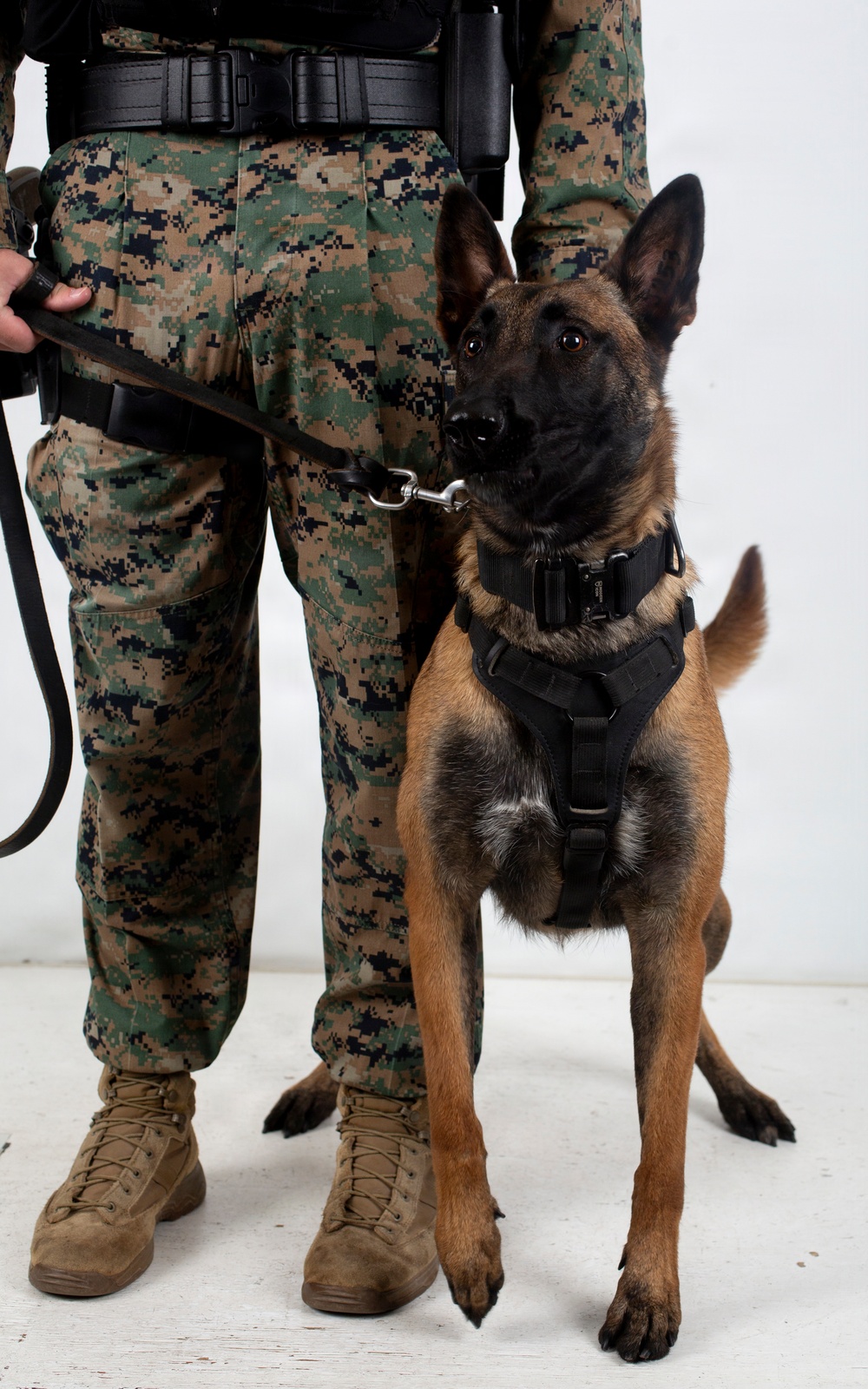 A military or law enforcement working dog, identified as a Belgian Malinois, stands beside a handler wearing MARPAT (Marine Pattern) digital camouflage uniform and tan combat boots. The dog is equipped with a black tactical harness and leash, and is looking directly at the camera in an alert, composed posture. The image appears to be a formal or portrait-style photograph taken against a plain light background.