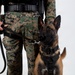 A military or law enforcement working dog, identified as a Belgian Malinois, stands beside a handler wearing MARPAT (Marine Pattern) digital camouflage uniform and tan combat boots. The dog is equipped with a black tactical harness and leash, and is looking directly at the camera in an alert, composed posture. The image appears to be a formal or portrait-style photograph taken against a plain light background.