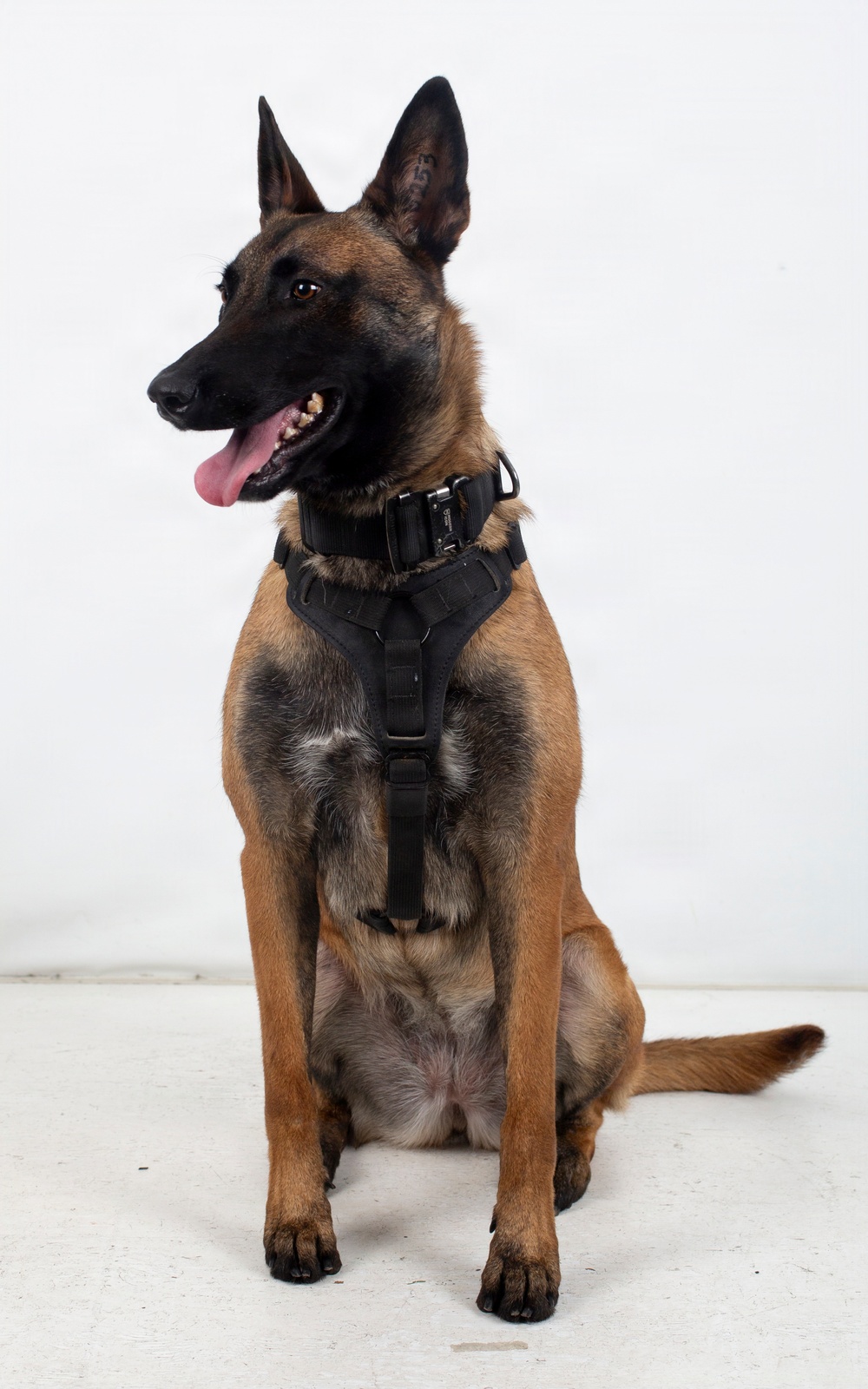 A Belgian Malinois dog is seated in an alert, upright position against a plain white background, suggesting a professional or studio-style photograph. The dog is wearing a black tactical harness and appears healthy and attentive, with mouth open and tongue out. There is a visible tattoo marking inside the right ear, commonly used for identification in working or service dogs.