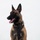 MCAS Marines pose for content 2026 A Belgian Malinois dog is seated in an alert, upright position against a plain white background, suggesting a professional or studio-style photograph. The dog is wearing a black tactical harness and appears healthy and attentive, with mouth open and tongue out. There is a visible tattoo marking inside the right ear, commonly used for identification in working or service dogs.