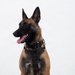 A Belgian Malinois dog is seated in an alert, upright position against a plain white background, suggesting a professional or studio-style photograph. The dog is wearing a black tactical harness and appears healthy and attentive, with mouth open and tongue out. There is a visible tattoo marking inside the right ear, commonly used for identification in working or service dogs.