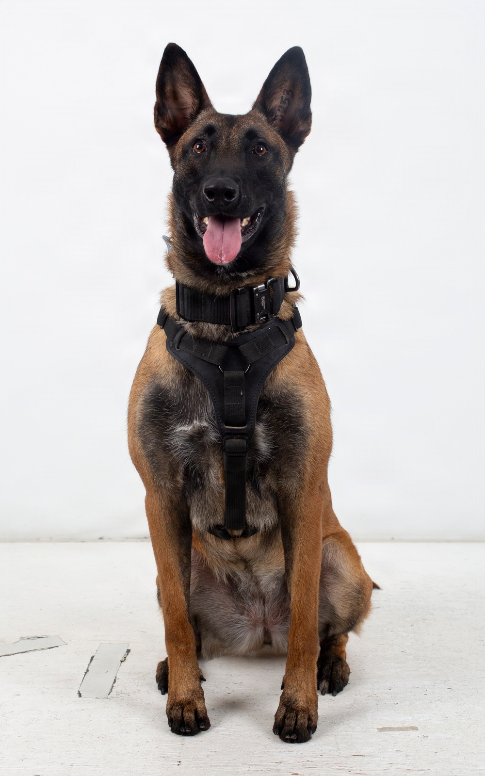 A Belgian Malinois dog is seated upright in a formal portrait-style pose against a plain white background. The dog is wearing a black tactical harness and collar, suggesting a working or service dog role. The dog appears alert and relaxed with its mouth open and tongue visible.