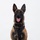 MCAS Marines pose for content 2026 A Belgian Malinois dog is seated upright in a formal portrait-style pose against a plain white background. The dog is wearing a black tactical harness and collar, suggesting a working or service dog role. The dog appears alert and relaxed with its mouth open and tongue visible.