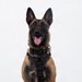 A Belgian Malinois dog is seated upright in a formal portrait-style pose against a plain white background. The dog is wearing a black tactical harness and collar, suggesting a working or service dog role. The dog appears alert and relaxed with its mouth open and tongue visible.