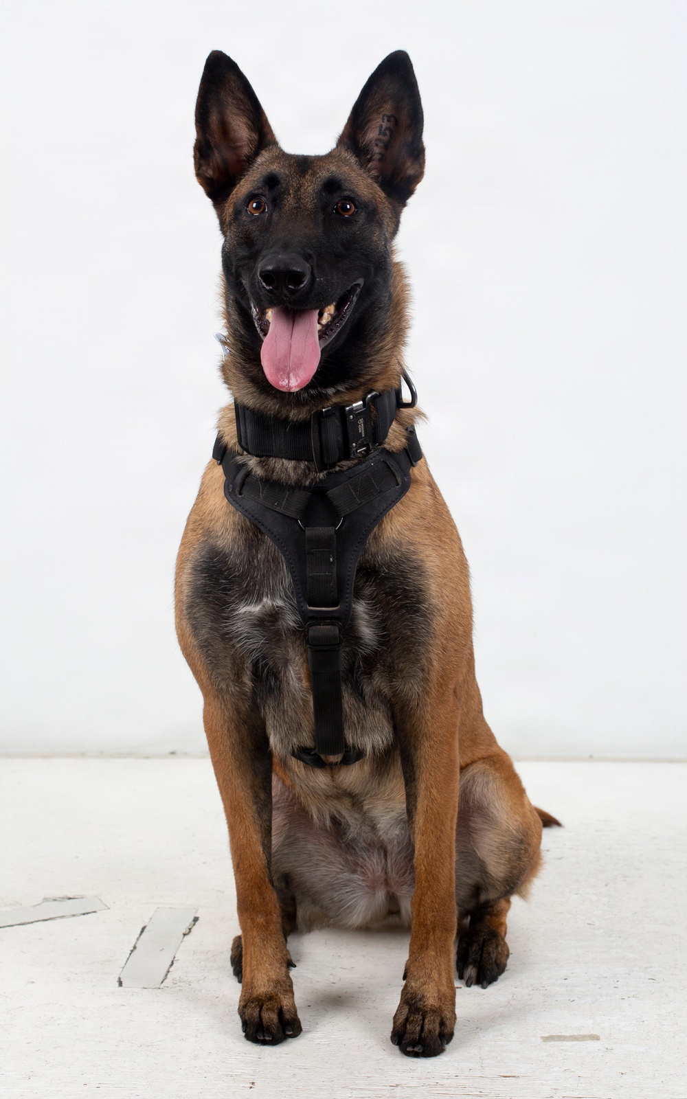 A Belgian Malinois dog is seated upright in a formal portrait-style pose against a plain white background. The dog is wearing a black tactical harness and collar, and appears alert and happy with its mouth open and tongue out. There is a visible tattoo or marking on the inner left ear.