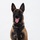 MCAS Marines pose for content 2026 A Belgian Malinois dog is seated upright in a formal portrait-style pose against a plain white background. The dog is wearing a black tactical harness and collar, and appears alert and happy with its mouth open and tongue out. There is a visible tattoo or marking on the inner left ear.