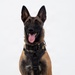 A Belgian Malinois dog is seated upright in a formal portrait-style pose against a plain white background. The dog is wearing a black tactical harness and collar, and appears alert and happy with its mouth open and tongue out. There is a visible tattoo or marking on the inner left ear.