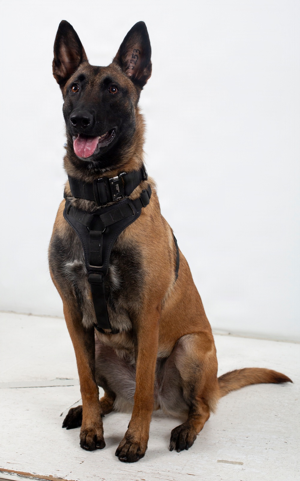 A Belgian Malinois dog is seated upright in a formal portrait-style pose against a plain white background. The dog is wearing a black tactical harness and collar, and has a visible tattoo or identification number inside its left ear. The dog appears alert and content with its mouth open and tongue visible.