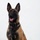 MCAS Marines pose for content 2026 A Belgian Malinois dog is seated upright in a formal portrait-style pose against a plain white background. The dog is wearing a black tactical harness and collar, and has a visible tattoo or identification number inside its left ear. The dog appears alert and content with its mouth open and tongue visible.