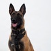 A Belgian Malinois dog is seated upright in a formal portrait-style pose against a plain white background. The dog is wearing a black tactical harness and collar, and has a visible tattoo or identification number inside its left ear. The dog appears alert and content with its mouth open and tongue visible.