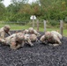 Litter Obstacle Course at Fort McCoy WI.