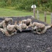 Litter Obstacle Course at Fort McCoy WI.