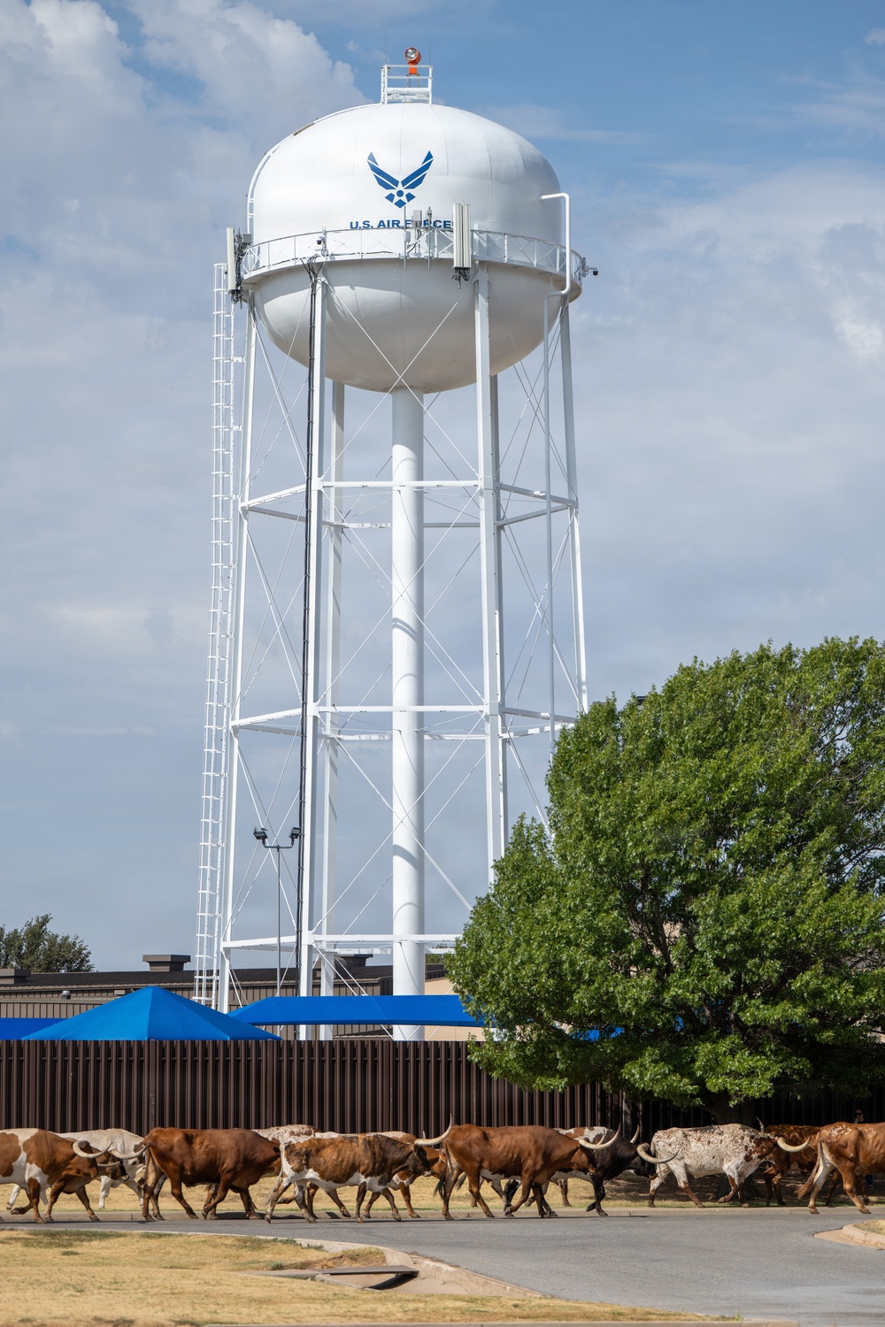 A herd of Texas Longhorn cattle walks along a paved road in front of a U.S. Air Force water tower. The tower is white with the U.S. Air Force logo and text prominently displayed. The scene juxtaposes traditional Western ranching culture with a modern military installation.