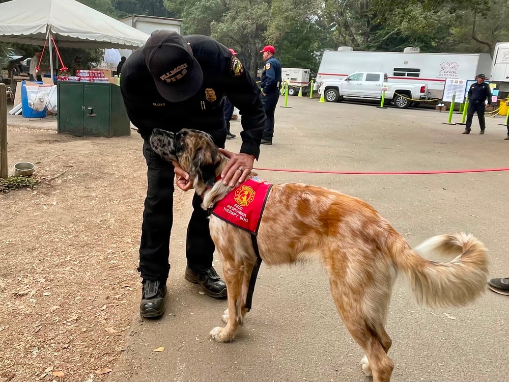 Therapy Dogs Visit Timber Fire ICP