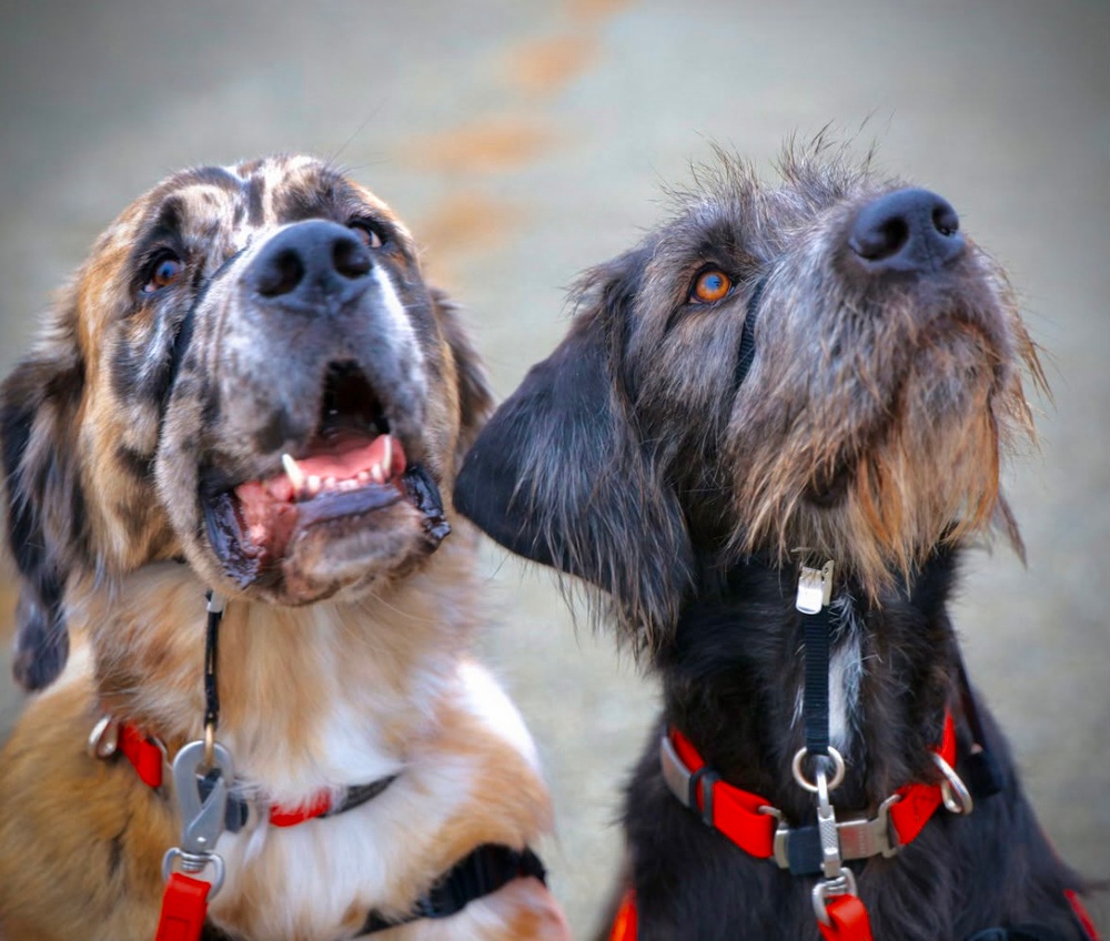 Therapy Dogs Visit Timber Fire ICP