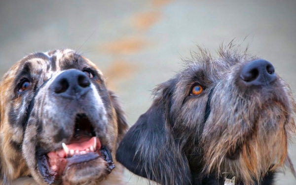 Therapy Dogs Visit Timber Fire ICP
