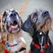 Therapy Dogs Visit Timber Fire ICP