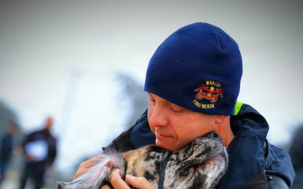 Therapy Dogs Visit Timber Fire ICP