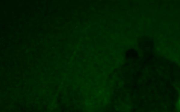 A night vision image captured in green monochrome showing what appears to be a figure in the center-right of the frame surrounded by vegetation. The image was captured using night vision or infrared imaging technology, giving it the characteristic green phosphor appearance. The scene appears to be an outdoor environment at night with low ambient light.