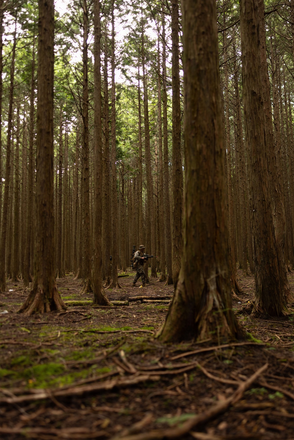 A single soldier in camouflage uniform moves through a dense, plantation-style conifer forest with tall, straight-trunked trees. The figure is small relative to the towering trees, holding a rifle in a ready position while navigating the forest floor covered in roots and debris. The image conveys a military patrol or training exercise in a woodland environment.