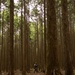 A single soldier in camouflage uniform moves through a dense, plantation-style conifer forest with tall, straight-trunked trees. The figure is small relative to the towering trees, holding a rifle in a ready position while navigating the forest floor covered in roots and debris. The image conveys a military patrol or training exercise in a woodland environment.