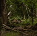 A person in military or tactical gear is lying prone in a dense forest, partially concealed among undergrowth and fallen branches. The individual appears to be in a low-profile position, consistent with reconnaissance or tactical training. The forest environment is lush and green, providing natural concealment.