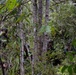 The image shows multiple individuals in military or paramilitary-style camouflage uniforms moving through dense tropical jungle vegetation. At least one person is visibly using a handheld radio or communication device. The scene suggests a patrol, reconnaissance, or field operation in a heavily forested environment.