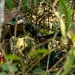A soldier in Indonesian military camouflage uniform is concealed within dense jungle vegetation, holding a firearm. The individual is wearing a camouflage hat and has a patch visible on the sleeve that reads 'INDONESIA'. The scene appears to depict a jungle warfare training exercise or tactical concealment position.