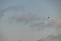 Kansas lake records state’s second successful osprey nesting three years after the first