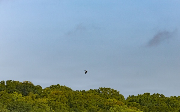 Kansas lake records state’s second successful osprey nesting three years after the first