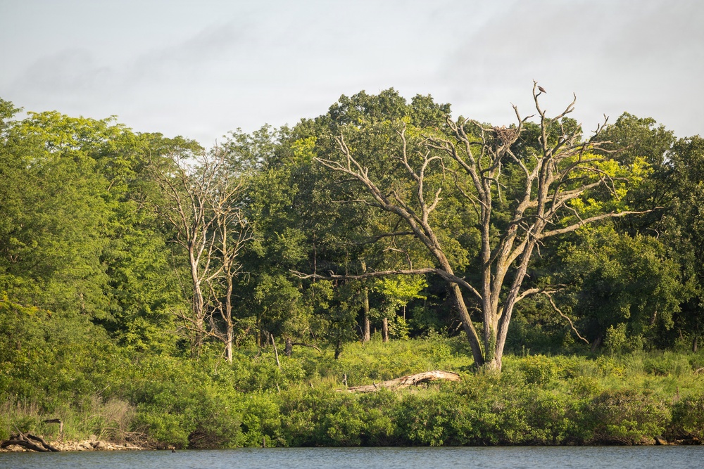 Kansas lake records state’s second successful osprey nesting three years after the first