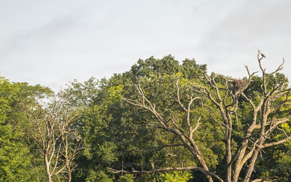 Kansas lake records state’s second successful osprey nesting three years after the first