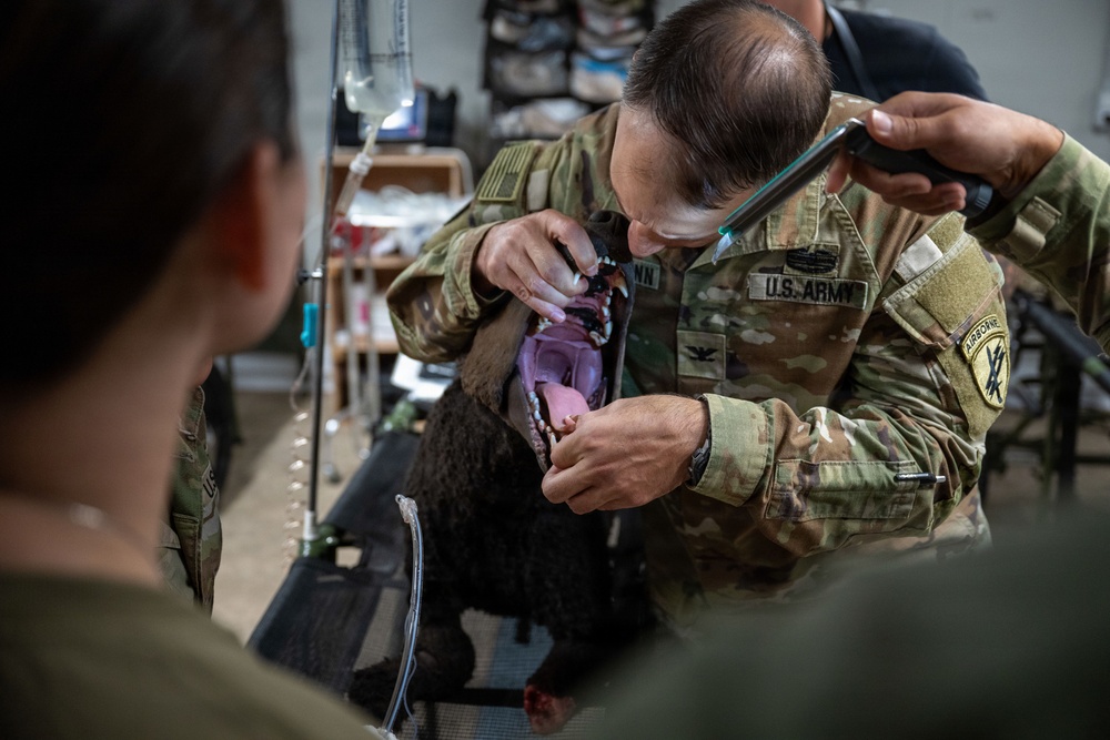 Meet &amp;quot;Diesel&amp;quot; the MWD Vet Training Aid